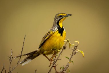 Bulanık arka planlı profilde sarı boğazlı uzun pençe