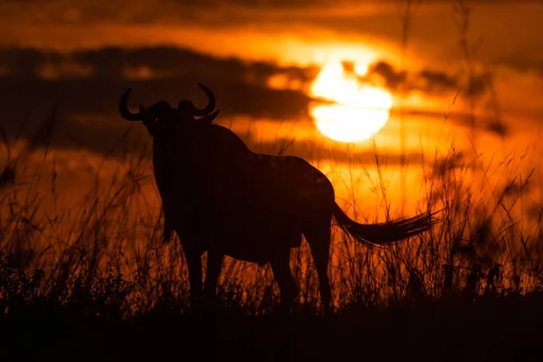 Silhouette of blue wildebeest standing at sunset — Stock Photo, Image