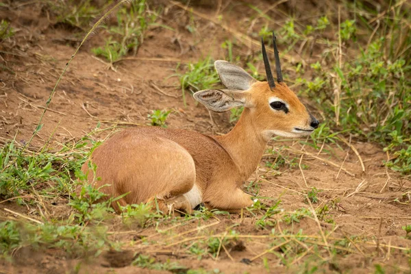 Steenbok leží na travnaté kameře — Stock fotografie