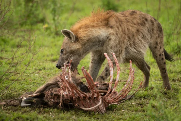 Hyena skvrnitých porostů je hryzat hrudí jatečného těla — Stock fotografie