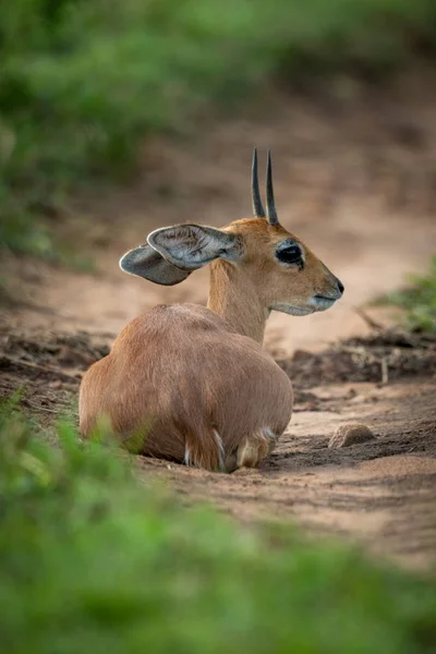 Steenbok está na pista arenosa olhando para trás — Fotografia de Stock