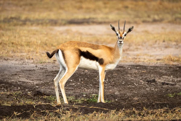 Thomson gazelle fica em perfil assistindo câmera — Fotografia de Stock