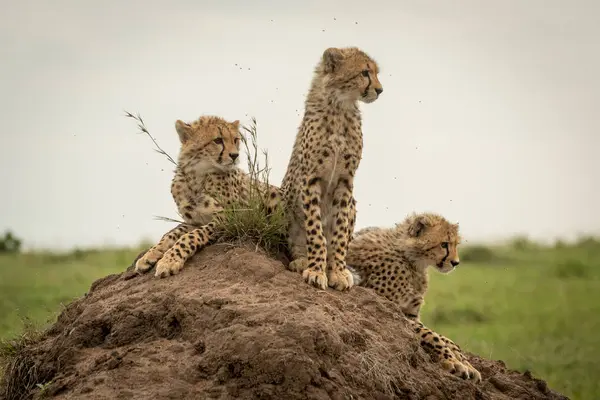 Три детеныша гепарда стоят прямо на кургане — стоковое фото
