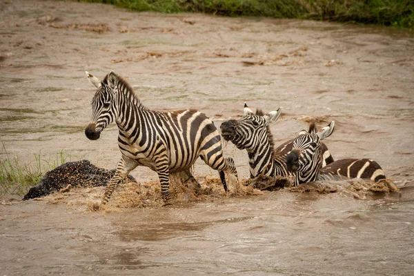 Three plains zebra cross river by rock