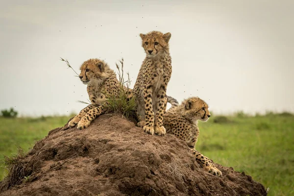 Tres cachorros de guepardo explorando el horizonte en el montículo — Foto de Stock