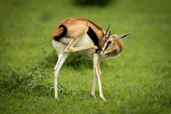 Thomson Gazelle stojí v trávě a škrábe nos — Stock fotografie