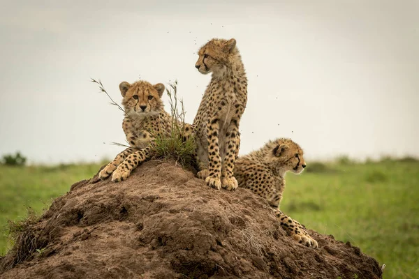 Drie Cheetah Cubs rondkijken op Mound — Stockfoto