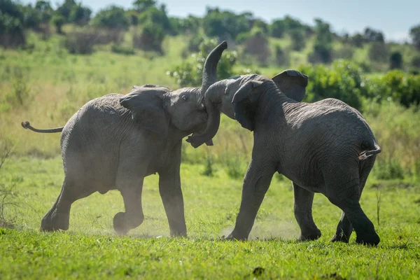 Δύο νεαροί ελέφαντες παίζουν πολεμώντας στο γρασίδι. — Φωτογραφία Αρχείου