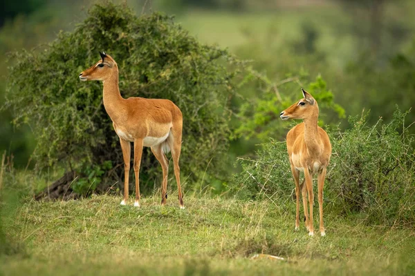 Mezi listnatými keři stojí dvě samice Impala — Stock fotografie