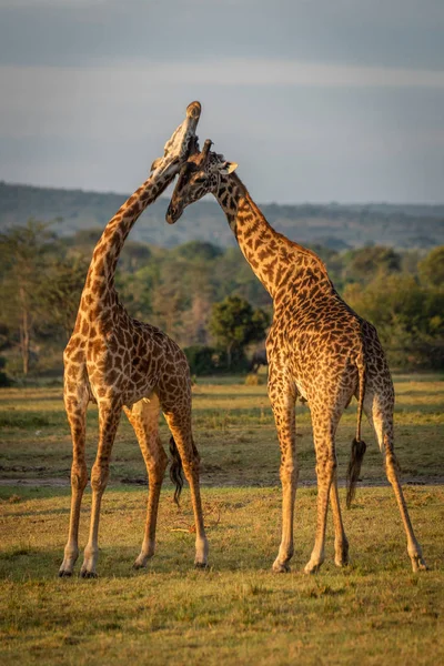 Deux Masai cou girafe en heure dorée — Photo