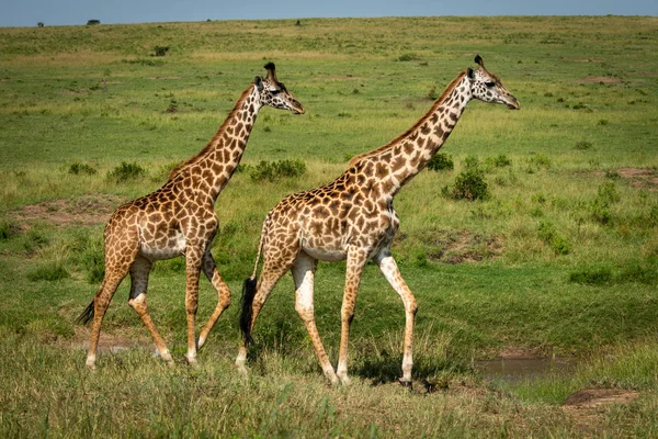 Güneş ışığında iki Masai zürafa çapraz savana — Stok fotoğraf