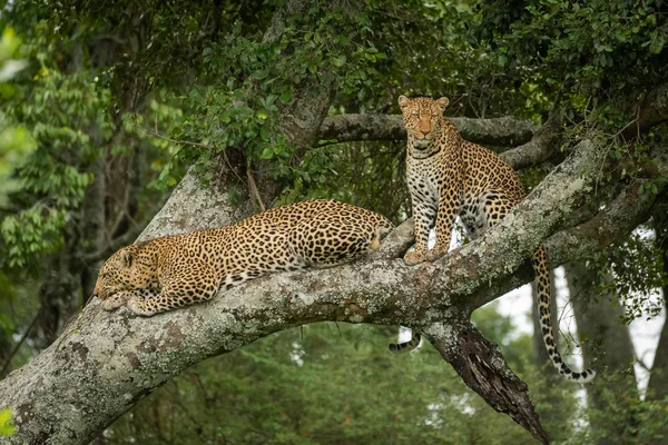 İki leopar oturup dal üzerinde uzanır.