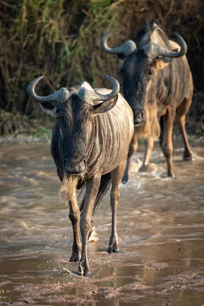 Dwie niebieskie GNU Cross River w kierunku kamery — Zdjęcie stockowe