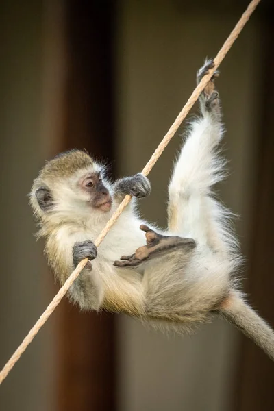 ベルベット猿はテントロープを登ろうとします — ストック写真
