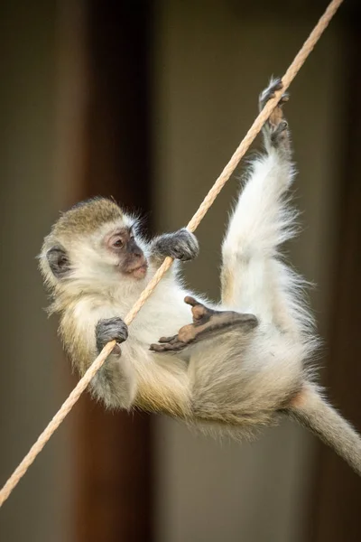 Affe versucht Zeltseil zu erklimmen — Stockfoto