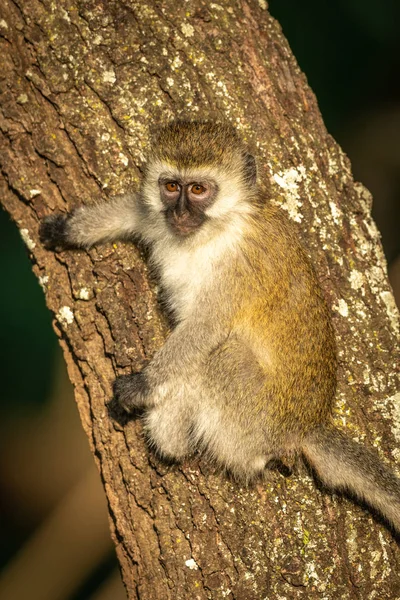 Vervet Monkey med ljusglimt clings till träd — Stockfoto