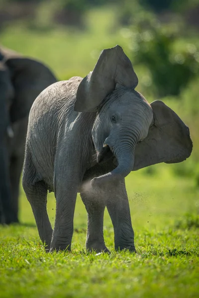 Joven elefante disfruta de baño de polvo sacudiendo la cabeza —  Fotos de Stock