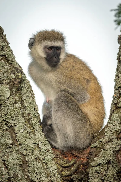 Vervet Monkey sitter i trädet vrida huvudet — Stockfoto