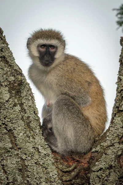 Vervet Monkey sitter i träd tittar upp — Stockfoto