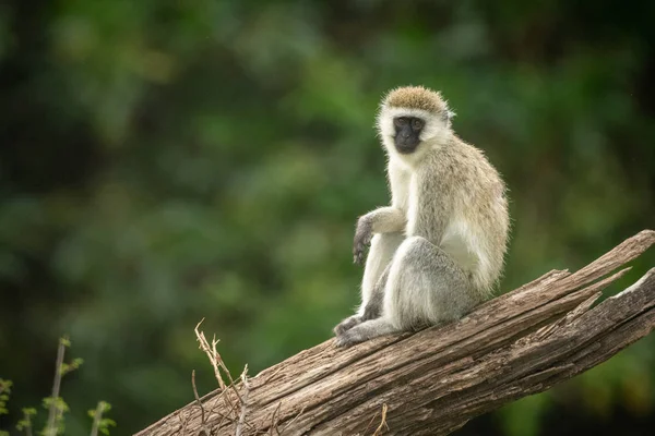 Vervet macaco senta-se em log eyeing câmera — Fotografia de Stock