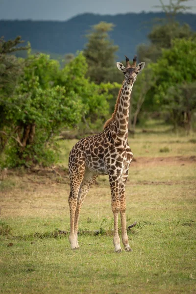 Giovane giraffa Masai sta in erba corta — Foto Stock
