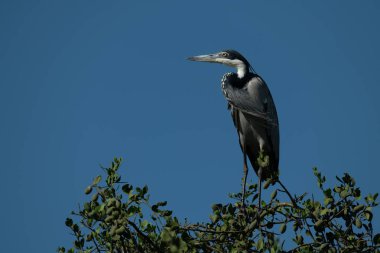 Mavi gökyüzünün altındaki ağaçta kara başlı bira