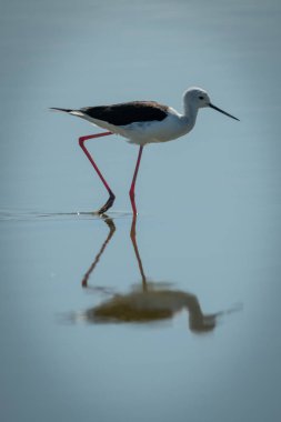 Sığ lıklardan geçerek güneş ışığında siyah kanatlı ayaklı