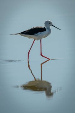 Siyah kanatlı ayaklı adımlar sığ sularda güneşli