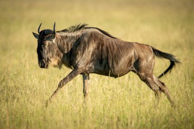 Mavi antilop güneş ışığında çimenler arasında dörtnala