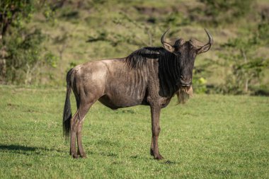 Blue wildebeest stands eyeing camera on grass clipart