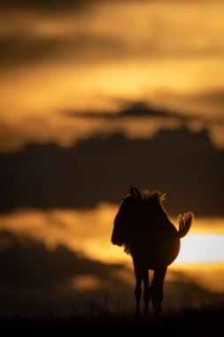 Mavi antilop gün batımı ufku siluetli duruyor