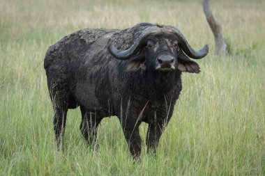 Cape buffalo çim kamera bakan duruyor
