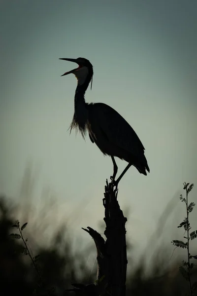 Black-headed heron in silhouette with open beak — Stock Photo, Image