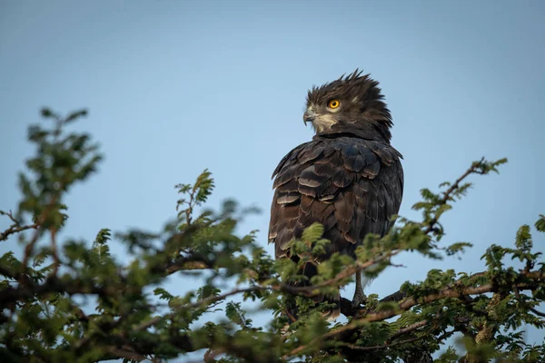 Perches serpent-aigle à poitrine noire au sommet d'un arbre feuillu — Photo