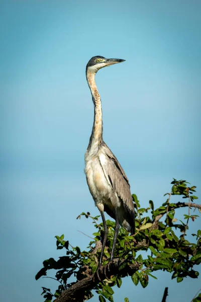 Garza de cabeza negra se levanta estirando el cuello en la rama — Foto de Stock