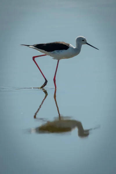 Svartvingad stilt i solsken kliva igenom grunda vattnet — Stockfoto