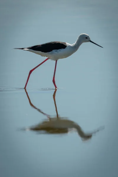 Zwart vleugel stilt in de zon stappen door shtoelaat — Stockfoto