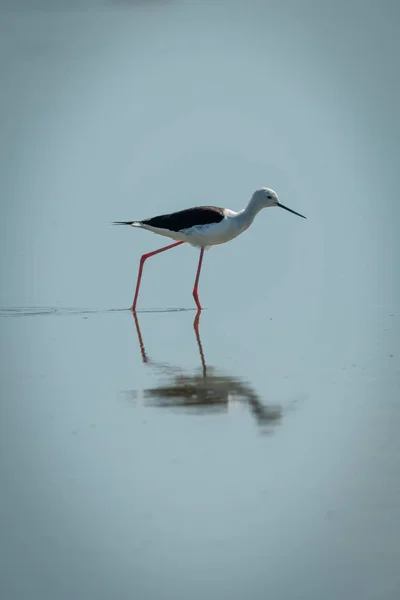 Black-winged stilt walks through lake in sunshine — Stock Photo, Image