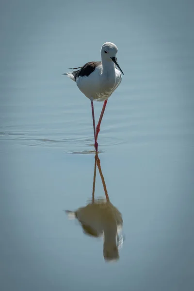 Svartvingad stilt promenader genom sjön mot kameran — Stockfoto