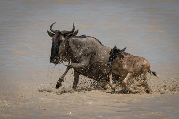 El ñus azul y la pantorrilla galopan a través de aguas poco profundas — Foto de Stock