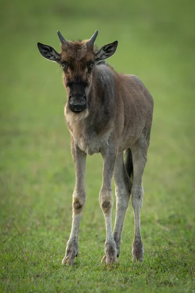 Blue wildebeest calf stands looking at camera — Stock Photo, Image