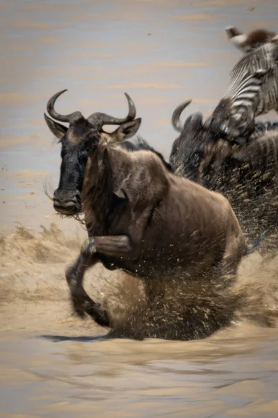 Blue Wildebeest cruza lago com outros animais — Fotografia de Stock