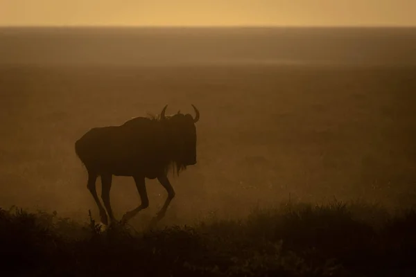 Niebieski GNU gallops w wczesnym rankiem — Zdjęcie stockowe