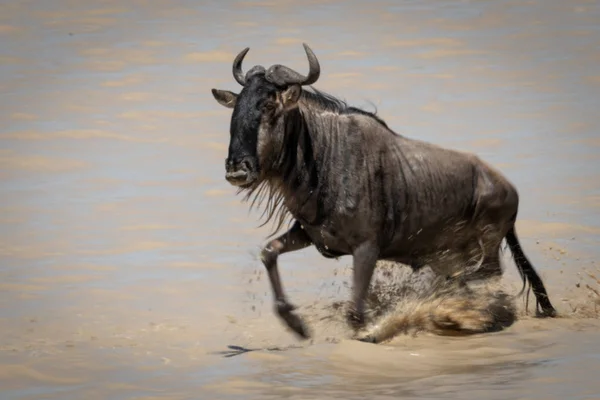 Blue Wildebeest galope através de lago raso lamacento — Fotografia de Stock