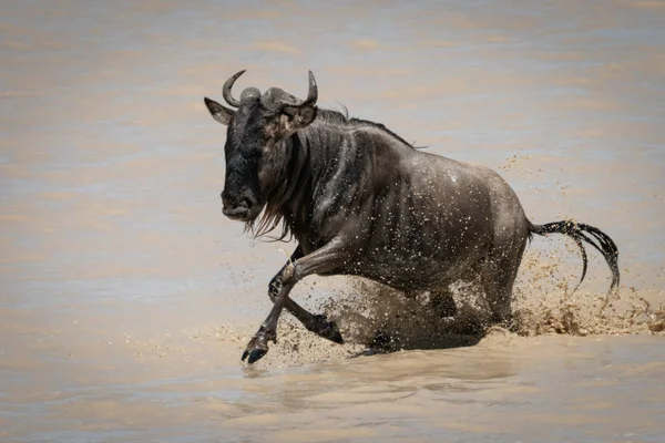Blue Wildebeest galope através de lago lamacento raso — Fotografia de Stock