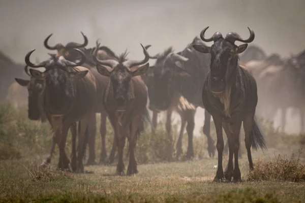 Blue wildebeest stand still in dusty migration