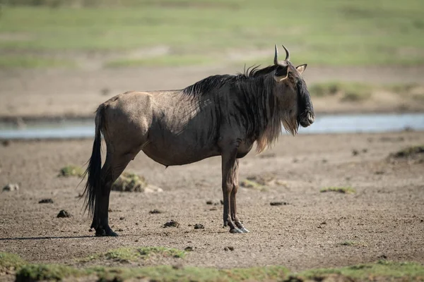 Wildebeest azul de perfil en Savannah — Foto de Stock