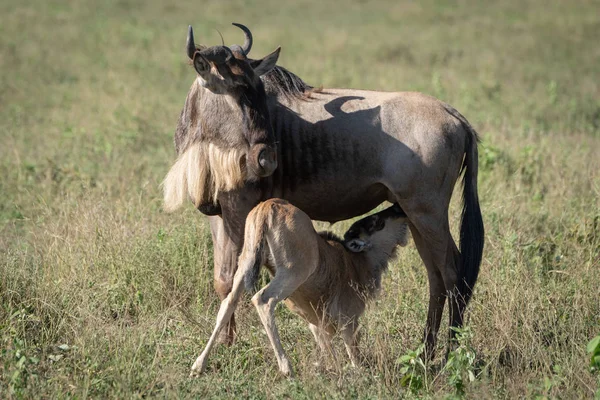 Blå GNU sjuksköterskor kalv i långt gräs — Stockfoto