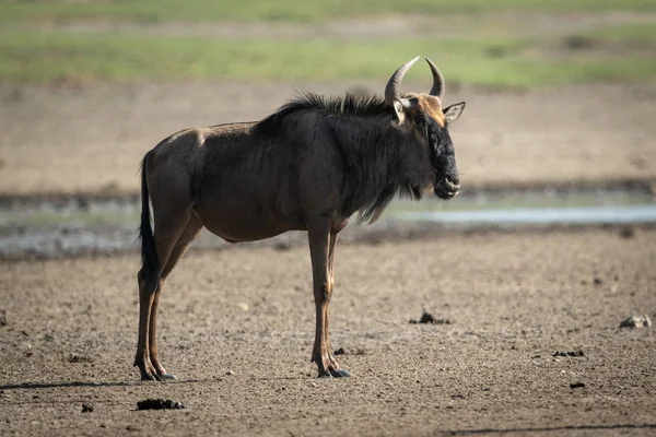 Niebieski GNU stoi w profilu na sawannie — Zdjęcie stockowe