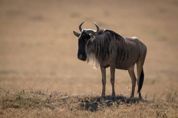 Blauwe WILDEBEEST staat op Savannah in de zon — Stockfoto